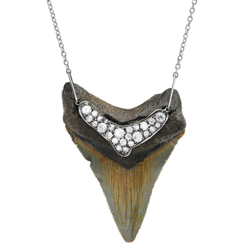 Shark Tooth Necklace