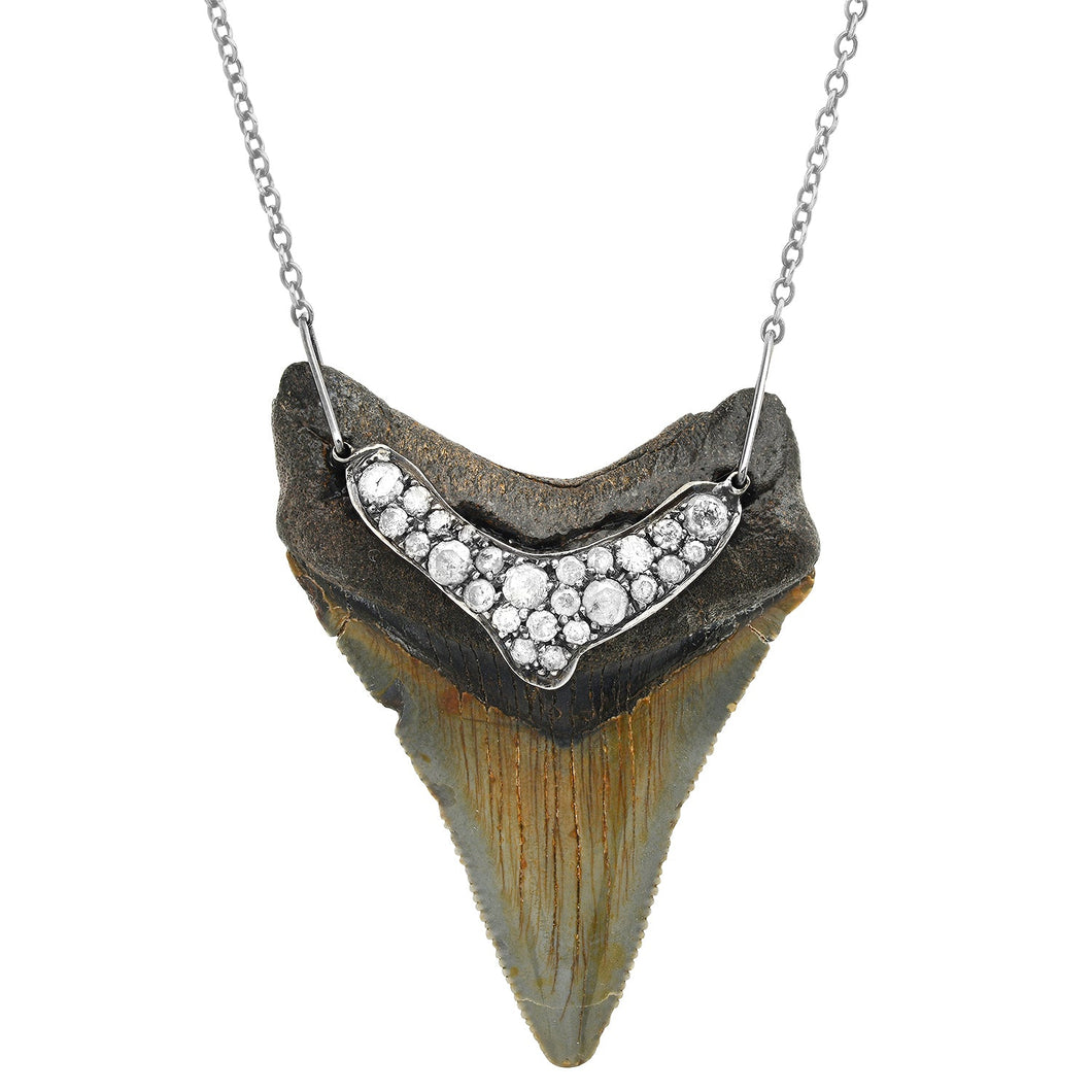 Shark Tooth Necklace